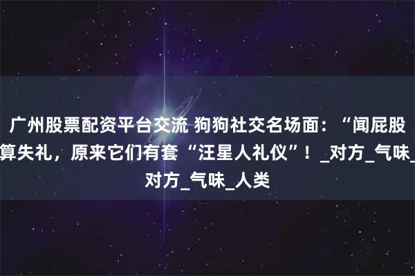 广州股票配资平台交流 狗狗社交名场面：“闻屁股” 不算失礼，原来它们有套 “汪星人礼仪”！_对方_气味_人类